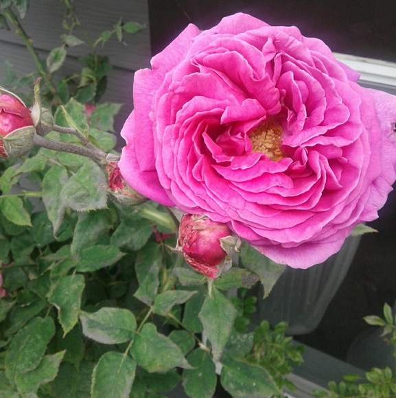 Meet your Posher, Sheila - Picture 1 of 1